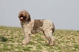 LAGOTTO 119